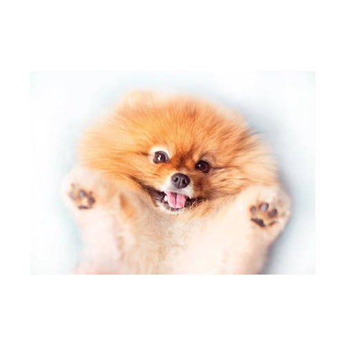 Декор Cersanit Pets Dog 2 PS2M054D 25х35