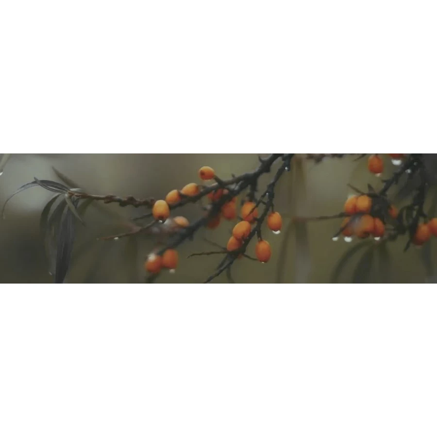 Декор Kerama Marazzi Тракай 6 глянцевый многоцветный 8,5х28,5 см