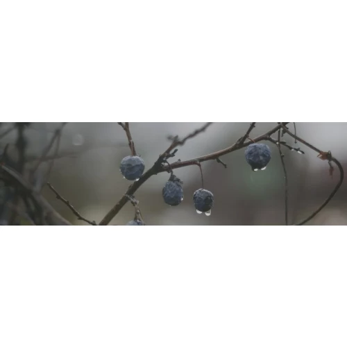 Декор Kerama Marazzi Тракай 8 глянцевый многоцветный 8,5х28,5 см