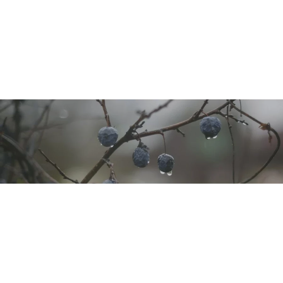 Декор Kerama Marazzi Тракай 8 глянцевый многоцветный 8,5х28,5 см