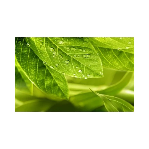 Декор Golden Tile Релакс 494311 зеленый 25х40