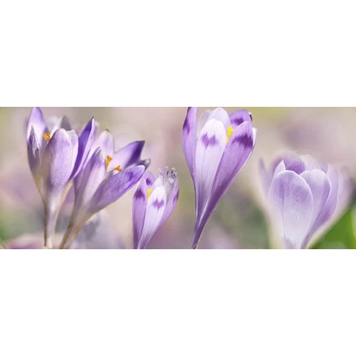 Декор Ceradim Dec Lola 2 20х50 см