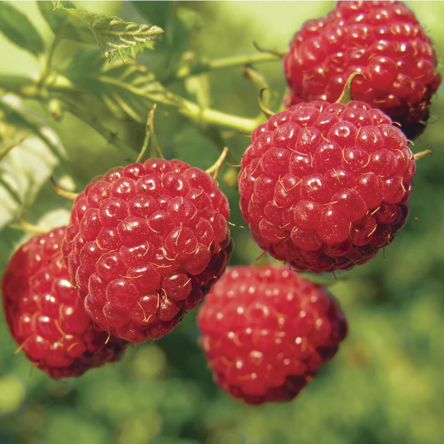 Вставка Mosplitka Bella Малина 10х10 см