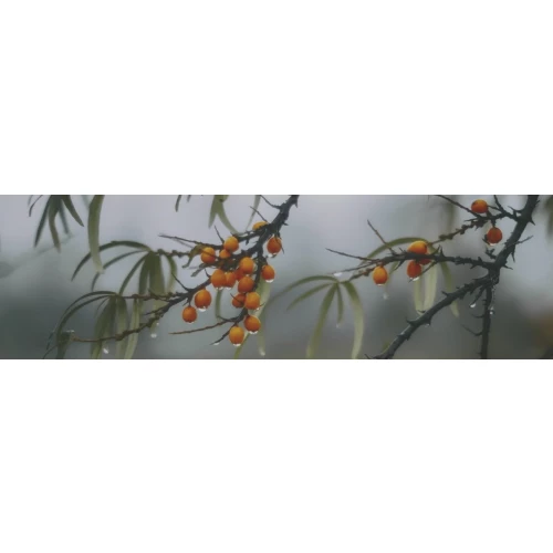 Декор Kerama Marazzi Тракай 7 глянцевый многоцветный 8,5х28,5 см