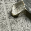 Брутус / Brutus