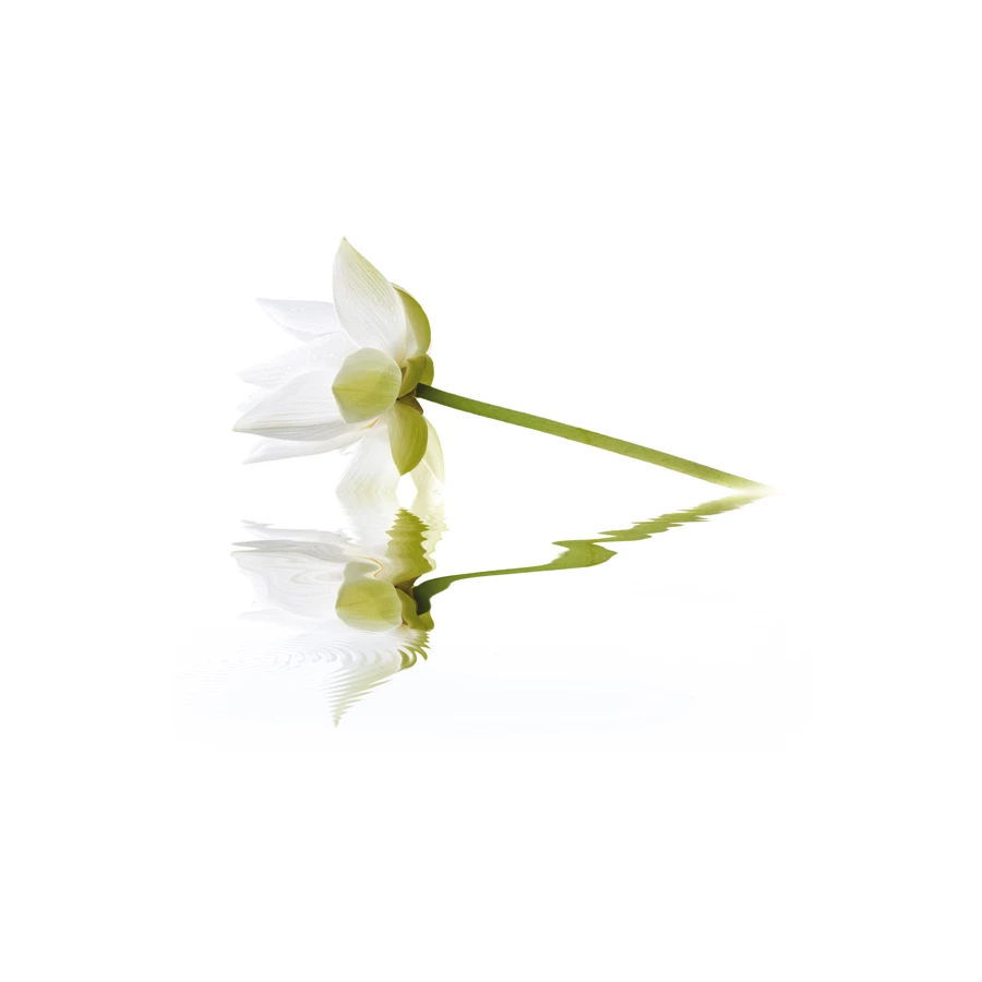 Панно Cerrol City White Lilies 2пл 40x50 