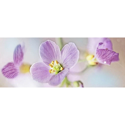 Декор Ceradim Dec Lola 3 20х50 см