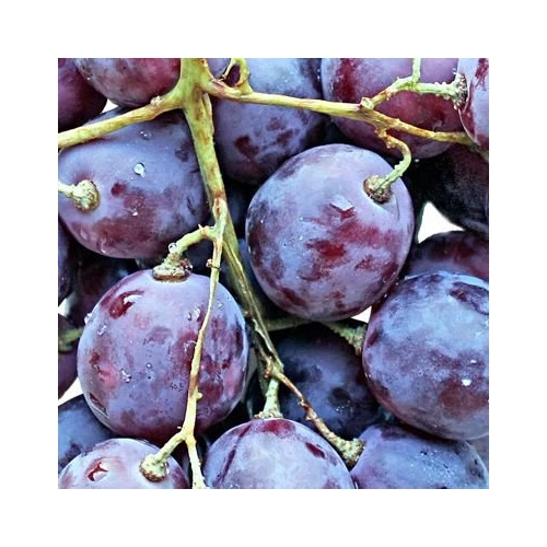 Декор Нефрит-Керамика Толедо Фрукты виноград 04-01-11-40-55-14-05 20х20 см