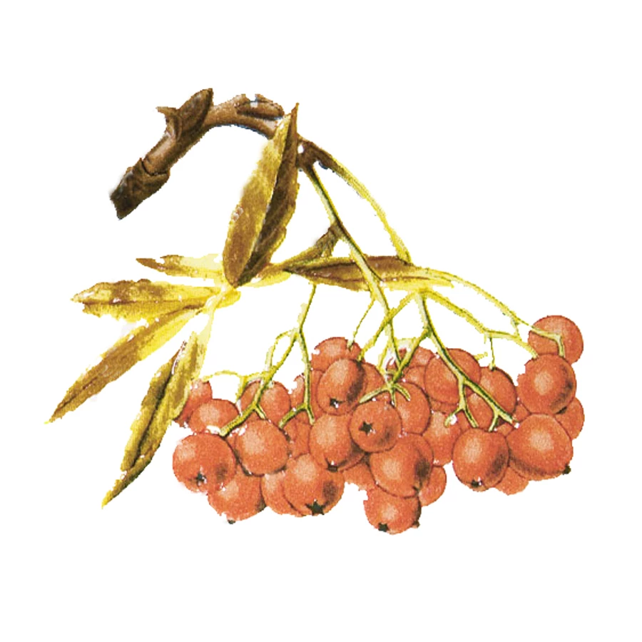 Плитка настенная Kerama Marazzi Сезоны Рябина матовая белая A1898/1236 9,9x9,9