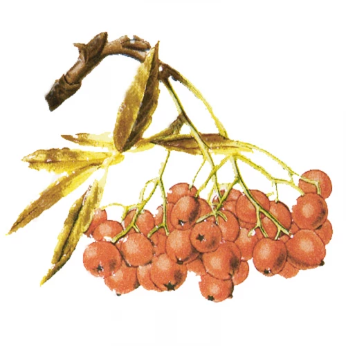 Плитка настенная Kerama Marazzi Сезоны Рябина матовая белая A1898/1236 9,9x9,9