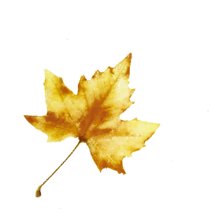 Плитка настенная Kerama Marazzi Сезоны Клен белая A1839/1236 9,9x9,9 см