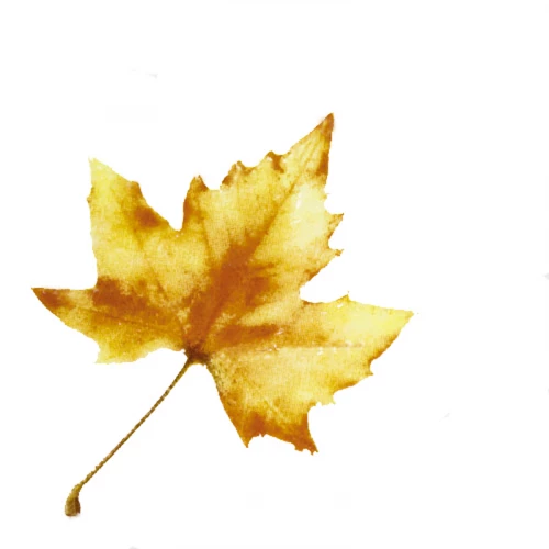 Плитка настенная Kerama Marazzi Сезоны Клен белая A1839/1236 9,9x9,9 см