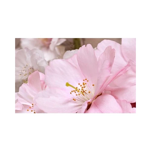 Декоративный массив Belleza Букет 07-00-5-09-01-41-662 розовый 25х40 см