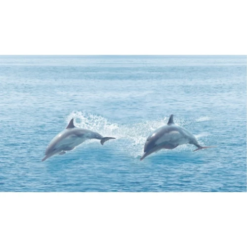 Декор Ceradim Dec Ocean КВС16Ocean 25х45