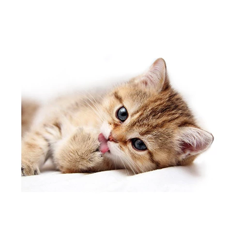 Декор Cersanit Pets Cat 1 PS2M051D 25х35