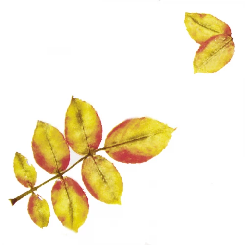 Плитка настенная Kerama Marazzi Сезоны Лист матовая белая B1837/1236 9,9x9,9 см