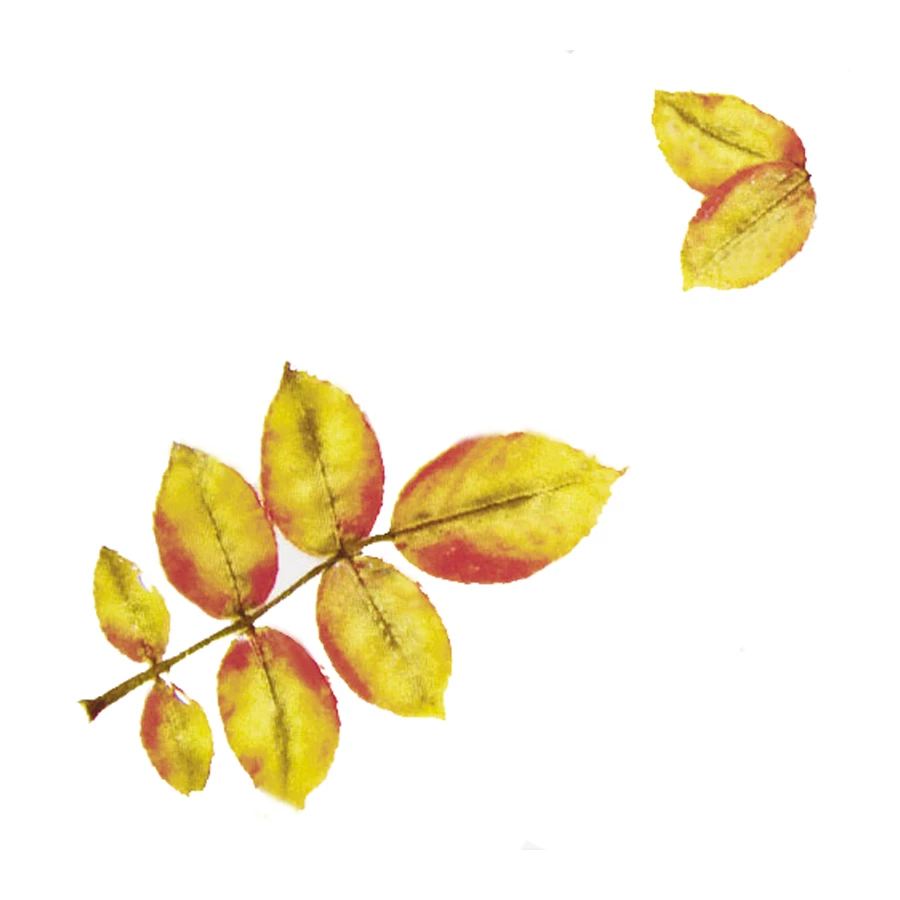 Плитка настенная Kerama Marazzi Сезоны Лист матовая белая B1837/1236 9,9x9,9 см