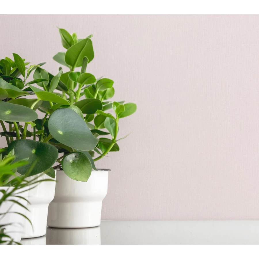 Обои флизелиновые Palitra Home Monochrome розовые HC71823-55 1,06х10,05 м